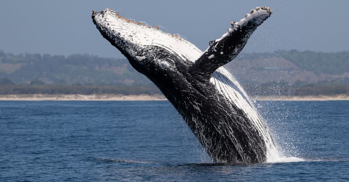 Humpback Whales Are Back in Maui Waters